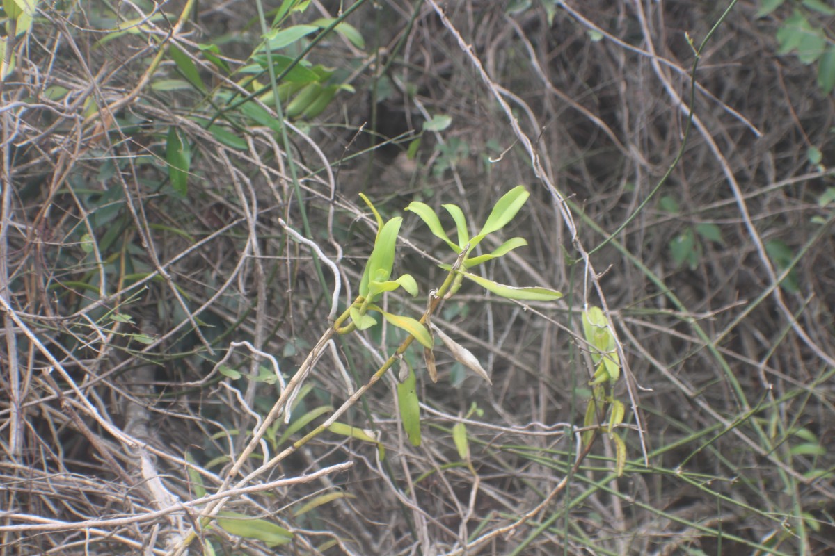 Taprobanea spathulata (L.) Christenson